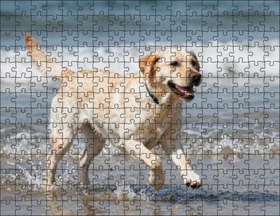Puzzel Witte Labrador Retriever op het strand | 252 stukjes | Dierenpuzzel | Hondenpuzzel