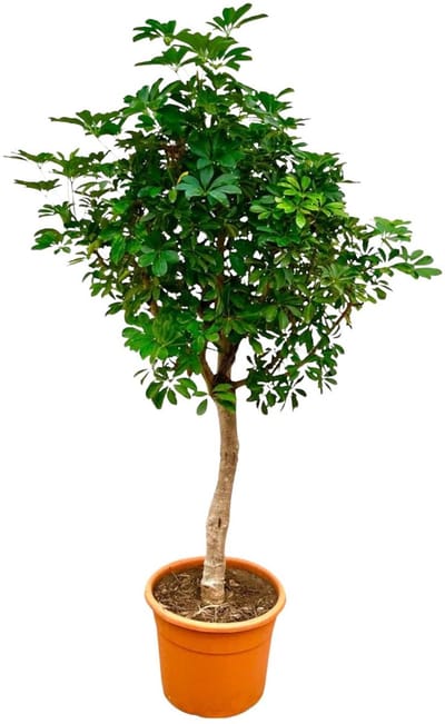 Plantenboetiek.nl | Schefflera op stam - Ø40cm - 185-200cm hoog - Kamerplant - Groenblijvend