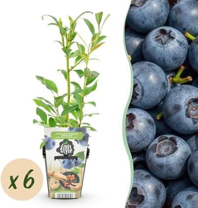 Plantenboetiek.nl | Blauwe Bes - Vaccinium corymbossum Northland - Winterhard - 6 Planten - Ø9cm - 15-25cm hoog - Tuinplant
