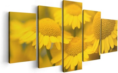Artaza Canvas Schilderij Vijfluik Gele Kamille Bloemen - 100x50 - Foto Op Canvas - Canvas Print