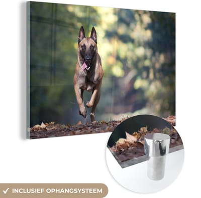 ® Glasschilderij 180x120 cm - Schilderij acrylglas - Sprintende Mechelse Herder door het bos - Foto op glas - Muurdecoratie woonkamer - Wanddecoratie slaapkamer - Schilderijen