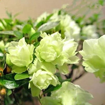 Azalea Zaden - Bloemzaden - Planten Kweken - 13 Variëteiten - 100 Stuks - Gemengd
