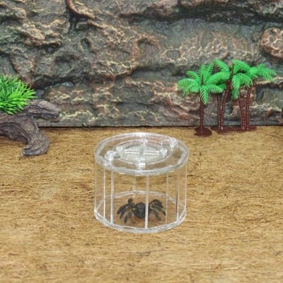 Reptielen Kweekbak Kooi Terrarium Tarantula Schorpioen Sling Pissebedden Hagedissen Kakkerlak Ongewervelden Insect Bidsprinkhaan