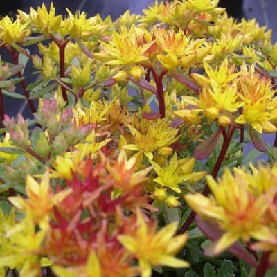 6 x Sedum Floriferum 'Weihenstephaner Gold' - Vetkruid pot 9x9cm
