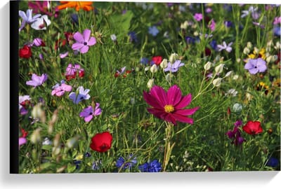 Canvas  - Velt met Bloemen in alle Kleuren  - 60x40cm Foto op Canvas Schilderij (Wanddecoratie op Canvas)