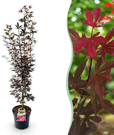 Green boutiQ - Tuinplant - Acer palmatum Skeeters Broom - Japanse Esdoorn - Bladverliezend - Rood - 1 - Pot 26cm - Hoogte 90cm