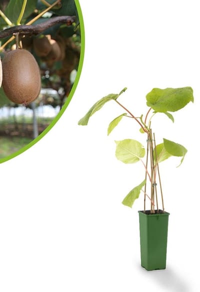 Kiwiplant - Kiwi Actinidia chinensis 'Jenny' - fruitstruik - zelfbestuivend - kleinfruit - ca. 60 cm hoog