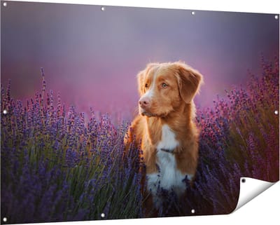 Gards Tuinposter Retriever Hond tussen de Lavendel Bloemen - 150x100 cm - Tuindoek - Tuindecoratie - Wanddecoratie buiten - Tuinschilderij