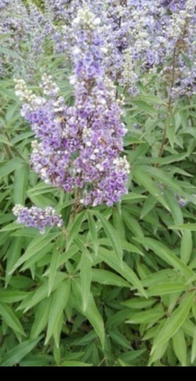 Vitex agnus-castus - Monnikenpeper, Kuisheidsplant, Boom Van Het Heilige Lam 30- 40 cm in pot