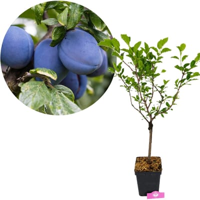 Prunus domestica 'Blue Diamond', Blauwe dwergpruim, Hoogte 70-90cm, 5 liter pot