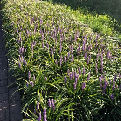 Liriope m. Moneymaker - Set van 12 - Leliegras - Pot P9 - Paarse Bloem - Wintergroen