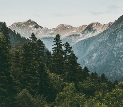 Misty Forest in the Mountains - Fotobehang (in banen) - 250 x 260 cm