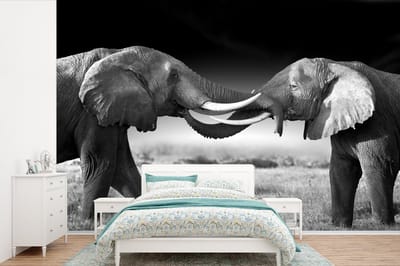 Behang - Fotobehang Olifant - Dieren - Zwart wit - Portret - Landschap - Breedte 360 cm x hoogte 240 cm