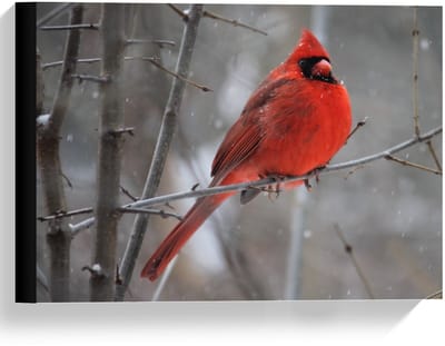 Canvas  - Rood Vogeltje - 40x30cm Foto op Canvas Schilderij (Wanddecoratie op Canvas)
