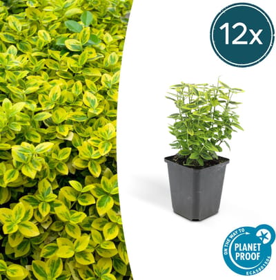 Tuinplantenshop.com | Euonymus fort. 'Emerald 'n Gold’ | 12 stuks - Ø9cm - 10-25cm hoog - Tuinplant - Multideal
