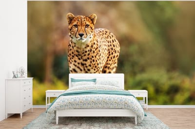 Behang - Fotobehang Wilde dieren - Gras - Luipaard - Natuur - Breedte 320 cm x hoogte 240 cm