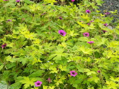 6 x Geranium 'Ann Folkard' - OOIEVAARSBEK - pot 9 x 9 cm