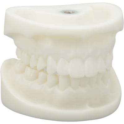 Tandmodel Educatieve Simulatie Wit Corund Tandheelkundig Model voor Lesgeven Studiebenodigdheden white