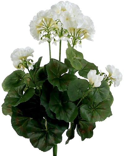 Geraniumstruik wit 38cm