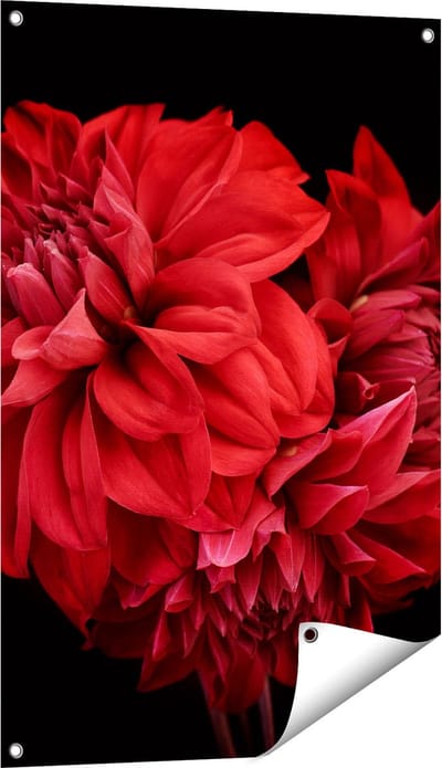 Gards Tuinposter Rode Dahlia Bloemen - 60x90 cm - Tuindoek - Tuindecoratie - Wanddecoratie buiten - Tuinschilderij