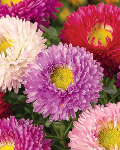 2 sets - Zomeraster Zaden Powderpuffs Gemengd Callistephus Chinensis Eenjarig