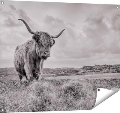 Gards Tuinposter Schotse Hooglander in de Wei - Zwart Wit - 100x80 cm - Tuindoek - Tuindecoratie - Wanddecoratie buiten - Tuinschilderij