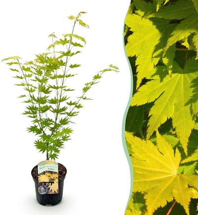 Green boutiQ - Terrasplant - Japanse Esdoorn - Acer palmatum Jordan - Geel - 1 Plant - Bladverliezend - Pot 19cm Hoogte 70cm