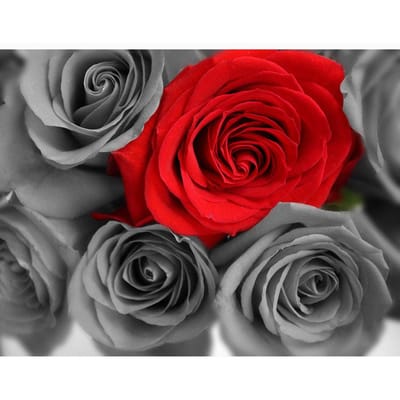 Broderie Diamant Point Rond Complet Rose 5D DIY Peinture Diamant Point de Croix Strass 20X30CM red