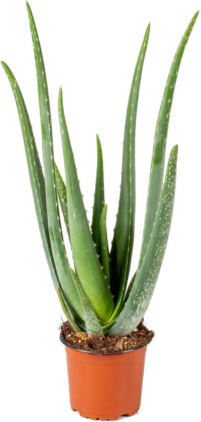 Bloomique - Aloe Vera Plant - Kamerplanten - Vetplanten - Succulenten - Zeer Gemakkelijk in onderhoud - Hoogte 30-40 cm - Pot 12 cm
