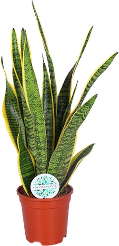 Plantenboetiek.nl | Sansevieria Trifasciata Laurentii - Ø17cm - 45-55cm hoog - Kamerplant - Groenblijvend - Cactus & Vetplanten