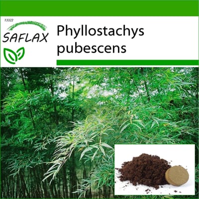 SAFLAX - Moso Bamboo - 20 zaden - Met potsubstraat voor betere teelt - Phyllostachys pubescens
