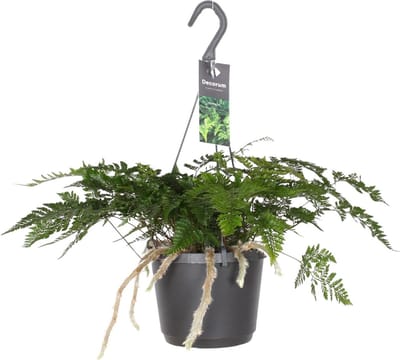 Plantenboetiek.nl | Davallia Bullata - Ø17cm - 30cm hoog - Kamerplant - Groenblijvend