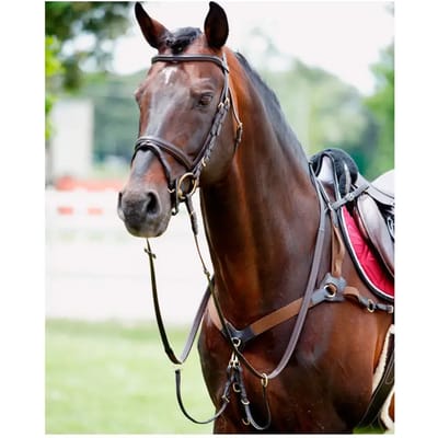 Elastische jachthalsband voor paarden met martingaal Tattini
