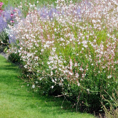 Bloomique - Set van 3 - Gaura Lindheimeri - Prachtkaars - Tuinplanten - Winterhard - Diervriendelijk - Hoogte 10-20 cm - Pot 9x9 cm