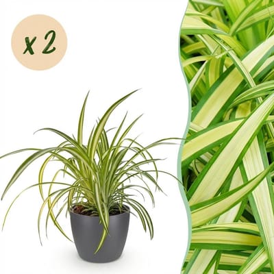Plantenboetiek.nl | Chlorophytum comosum Variegatum - Bonte Graslelie - Huisdiervriendelijke Plant - Groen - 2 Planten - met Potter Grijs - Ø12cm - 20cm hoog - Kamerplant - Arrangement - Plant met pot