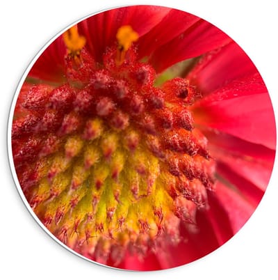 KuijsFotoprint - Schilderij - Rode Bloem Dichtbij - Geel En Rood - 20 X 20 Cm
