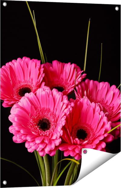 Gards Tuinposter Roze Gerbera Bloemen - 60x80 cm - Tuindoek - Tuindecoratie - Wanddecoratie buiten - Tuinschilderij