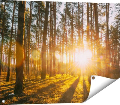 Gards Tuinposter Zonsopkomst in het Bos tussen de Bomen - 80x60 cm - Tuindoek - Tuindecoratie - Wanddecoratie buiten - Tuinschilderij