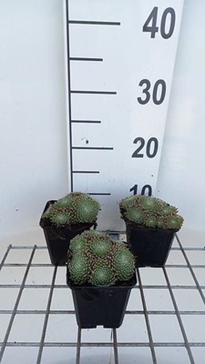 6x Huislook - Sempervivum hybr. 'Sprite' | 9x9 cm pot