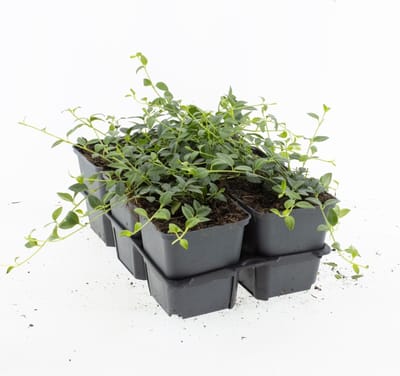 2,5 M² - Bodembedekker Witte Maagdenpalm - 25 Stuks - Vinca minor 'Getrude Jekyll' - P9 - Plant - Tuinplant