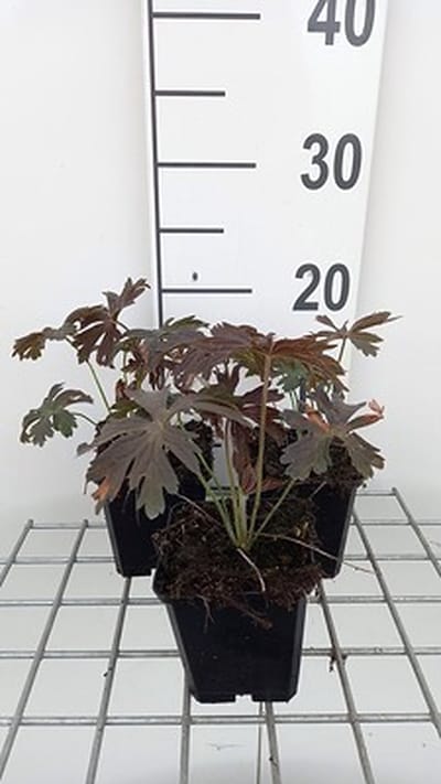 6x Ooievaarsbek - Geranium macul. 'Espresso' | 9x9 cm pot