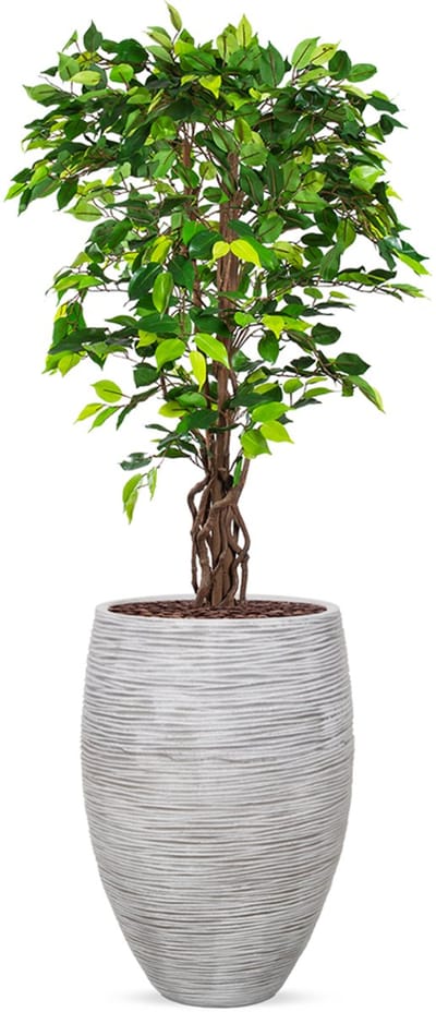 Kunstplant Ficus in Vaas elegant Deluxe rib ivoor H165 cm