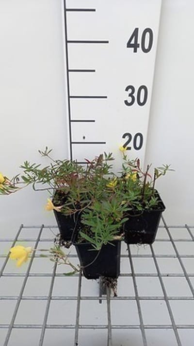 6x Teunisbloem - Oenothera hybr. 'African Sun' | 9x9 cm pot