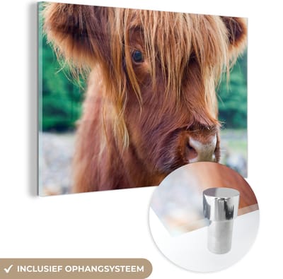 MuchoWow® Glasschilderij 60x40 cm - Schilderij acrylglas - Schotse Hooglander - Bruin - Kalf - Foto op glas - Schilderijen