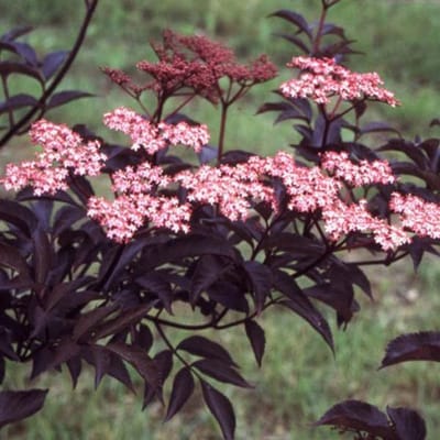 Sambucus Nigra Black Beauty (= 'Gerda') - Donkerpaarse vlier 40-50 cm pot