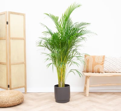 Dypsis Lutescens (Areca palm) - 160cm