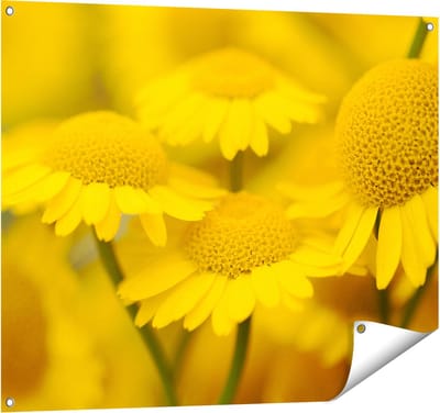 Gards Tuinposter Gele Kamille Bloemen - 100x80 cm - Tuindoek - Tuindecoratie - Wanddecoratie buiten - Tuinschilderij