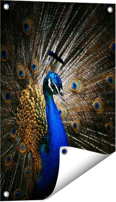 Gards Tuinposter Blauwe Pauw met Grote Veren - 40x60 cm - Tuindoek - Tuindecoratie - Wanddecoratie buiten - Tuinschilderij