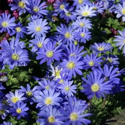Bosanemoon (Anemone Blanda) - Anemoon blanda Blue Shade - Bijen-Vlinders - Snijbloemen - Zomerbollen - Voorjaarsbollen - Vaste planten