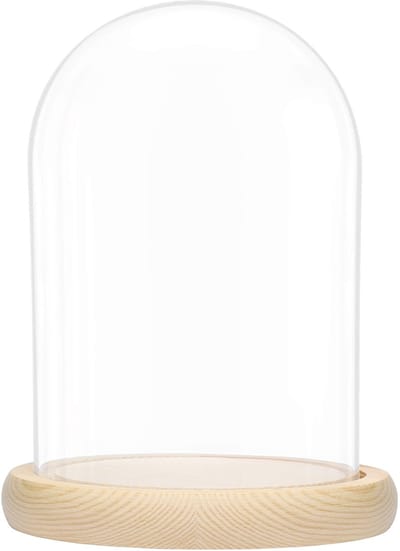 Allecto - Grote Glazen Stolp Bel Fles - Decoratieve Display Case - Natuurlijk Houten Basis - Helder - Bescherming voor Verzamelstukken - Geschikt v...